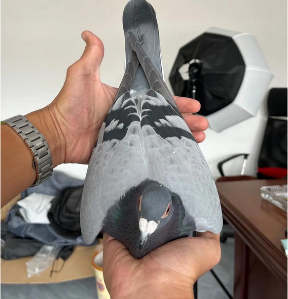 信鸽比赛飞行轨迹查询?信鸽比赛飞行轨迹可以查询吗?详细讲解在这