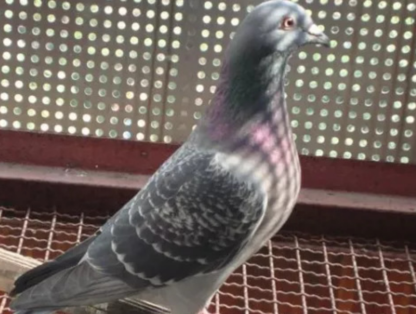 信鸽公棚合法吗