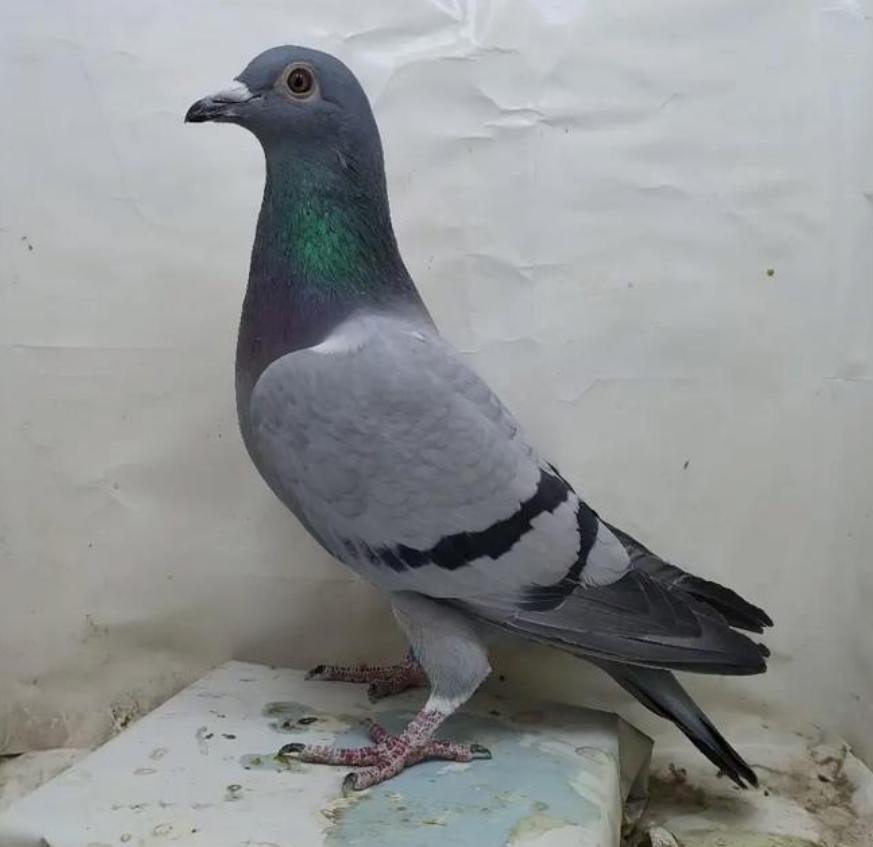 鸽子养殖品种有哪些