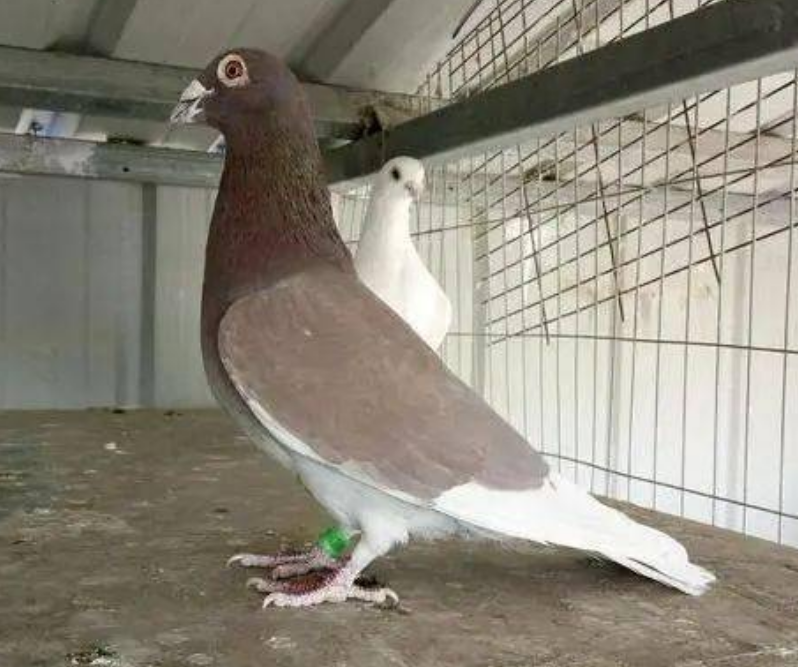 如何识别天落鸟的雌雄?如何辨别天落鸟的雌雄?