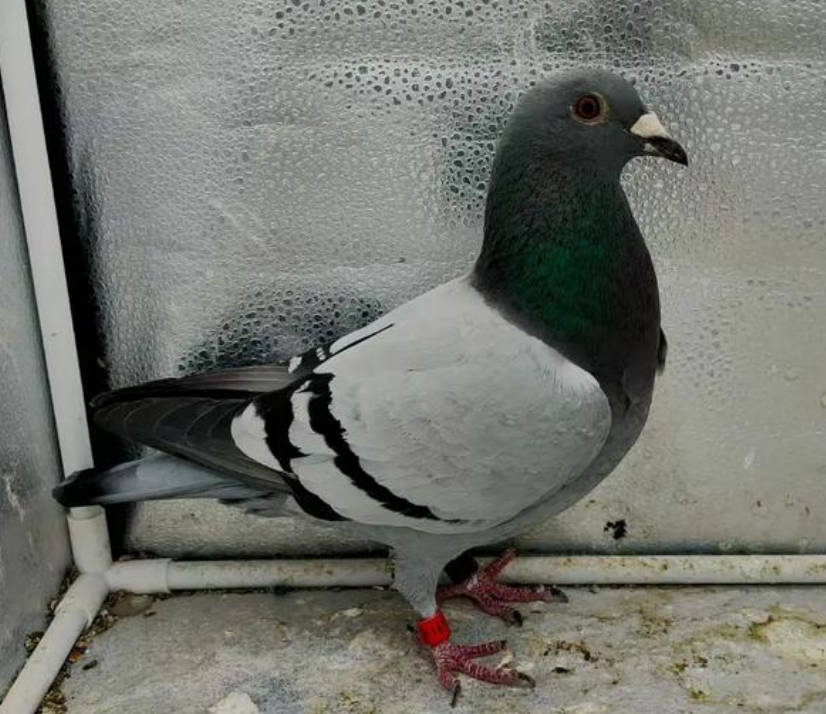 赛鸽公棚怎么赚钱
