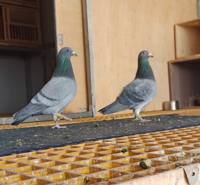 如何饲养信鸽?怎么饲养信鸽?方法在这里