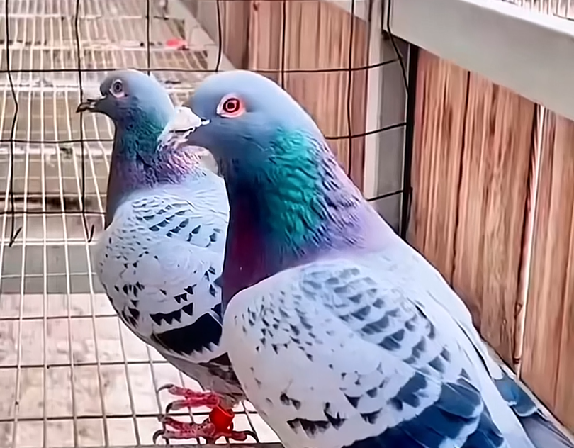倒卖鸽子合法吗