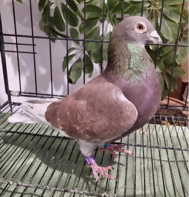 信鸽足环怎么看