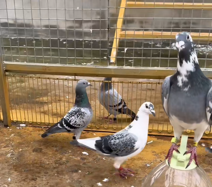 鸽子怎么能卖掉