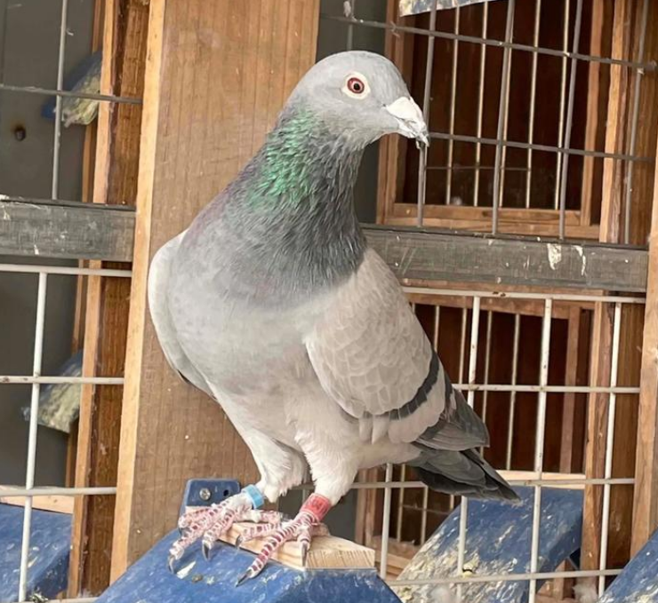 赛鸽公棚如何入棚